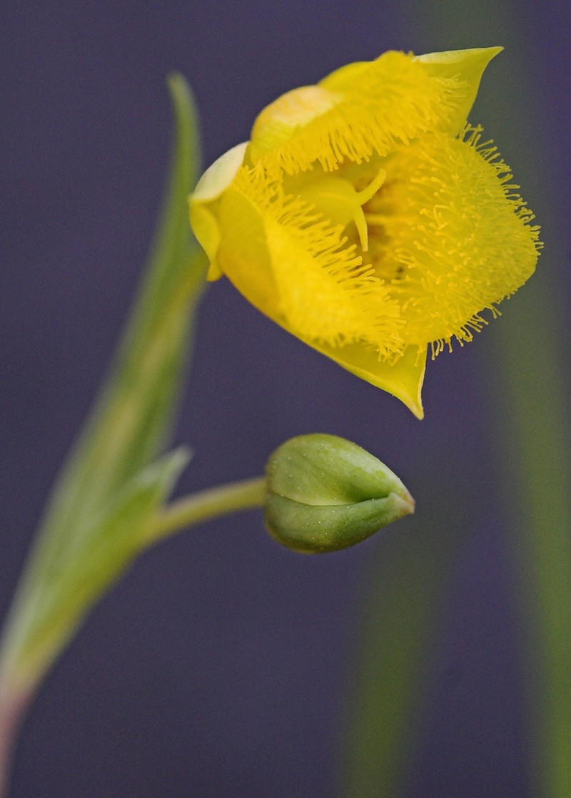 Yellow Star-Tulip photo 5
