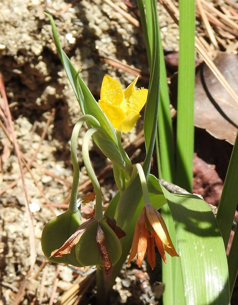 Yellow Star-Tulip photo 6