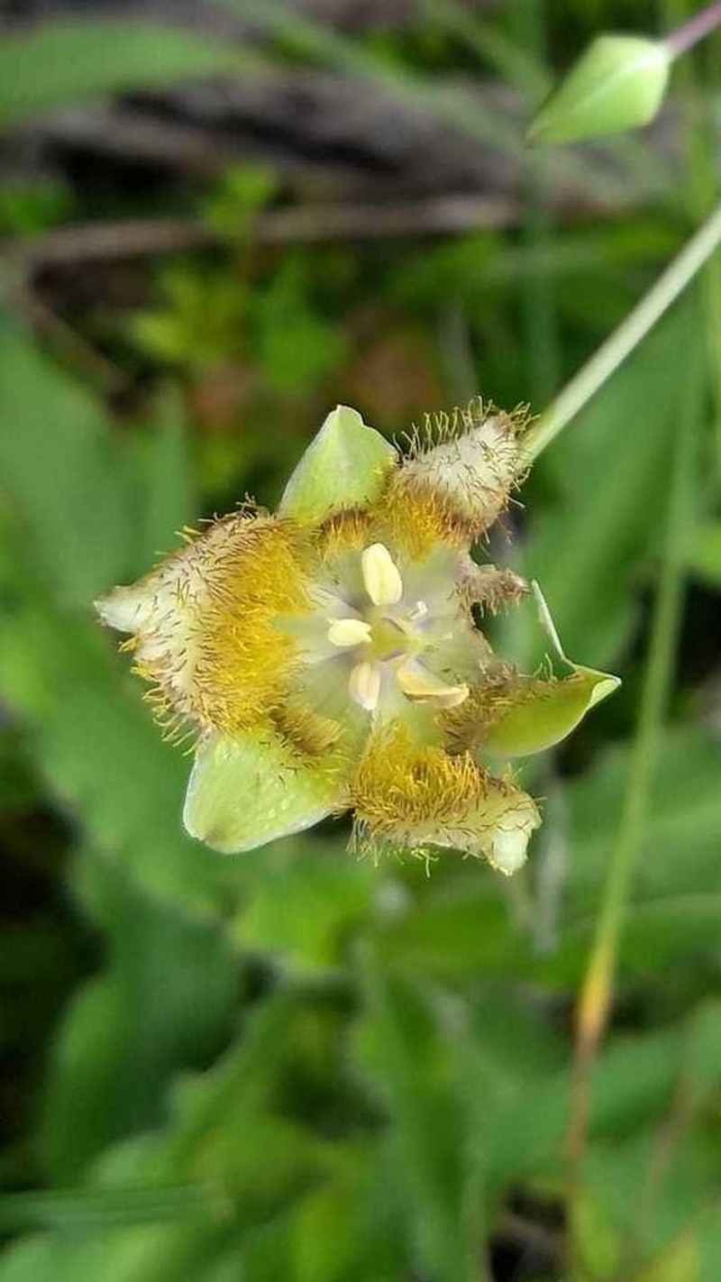 Calochortus multicolor
