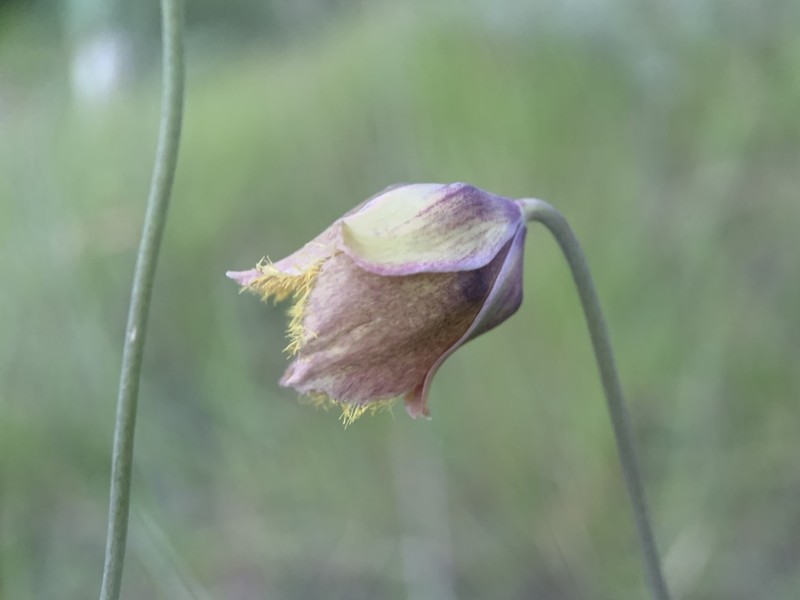 Calochortus multicolor photo 2