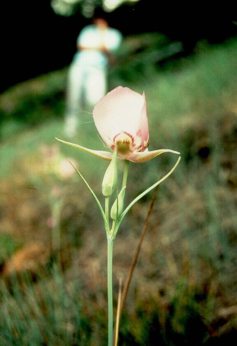 Broadfruit Mariposa Lily