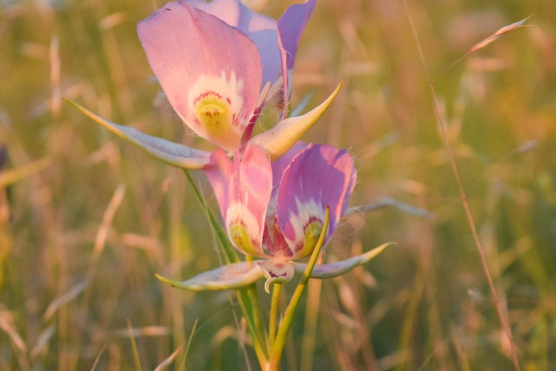 Broadfruit Mariposa Lily photo 2
