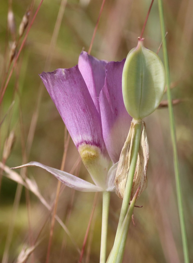 Broadfruit Mariposa Lily photo 3