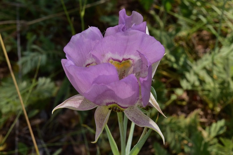 Broadfruit Mariposa Lily photo 4