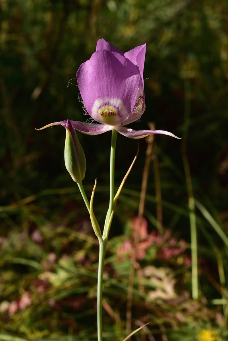 Broadfruit Mariposa Lily photo 5