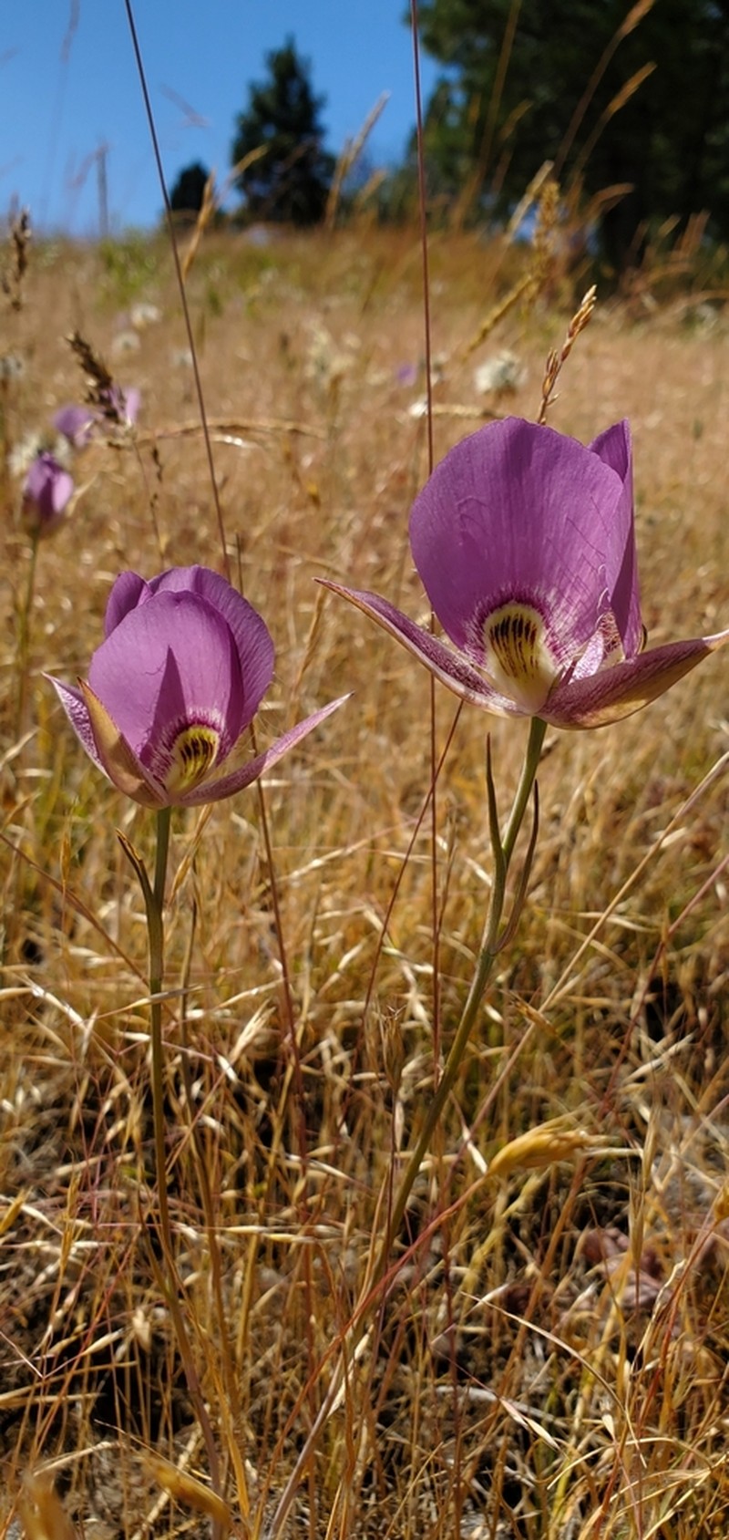 Broadfruit Mariposa Lily photo 6