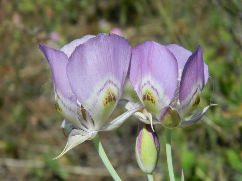 Broadfruit Mariposa Lily photo 7