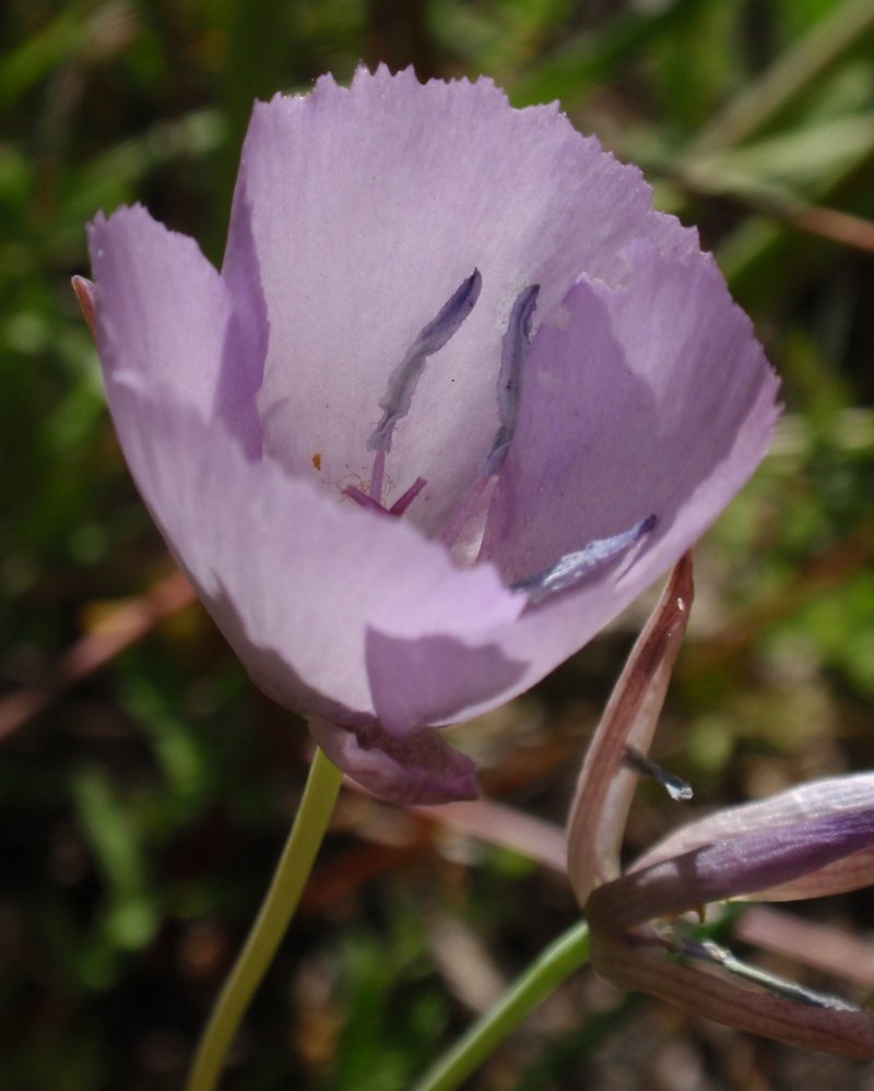 Naked Mariposa Lily