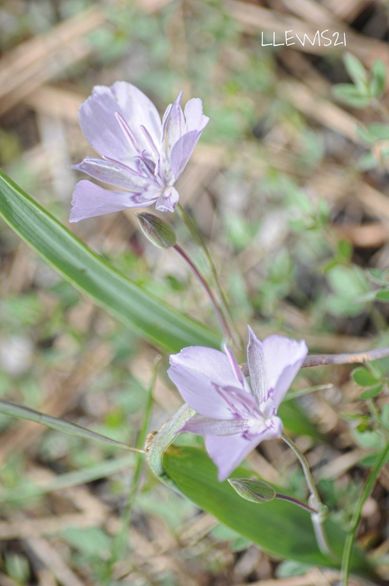 Naked Mariposa Lily photo 2