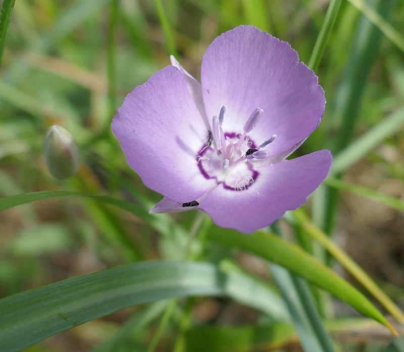 Naked Mariposa Lily photo 3