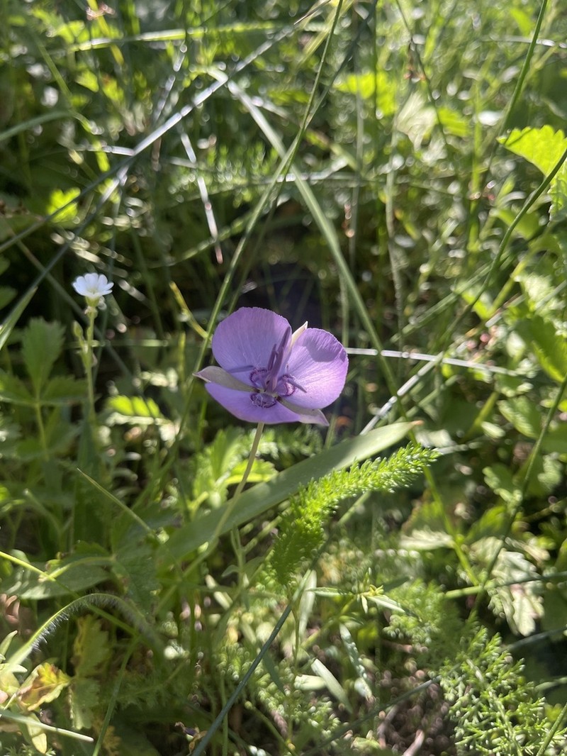 Naked Mariposa Lily photo 4