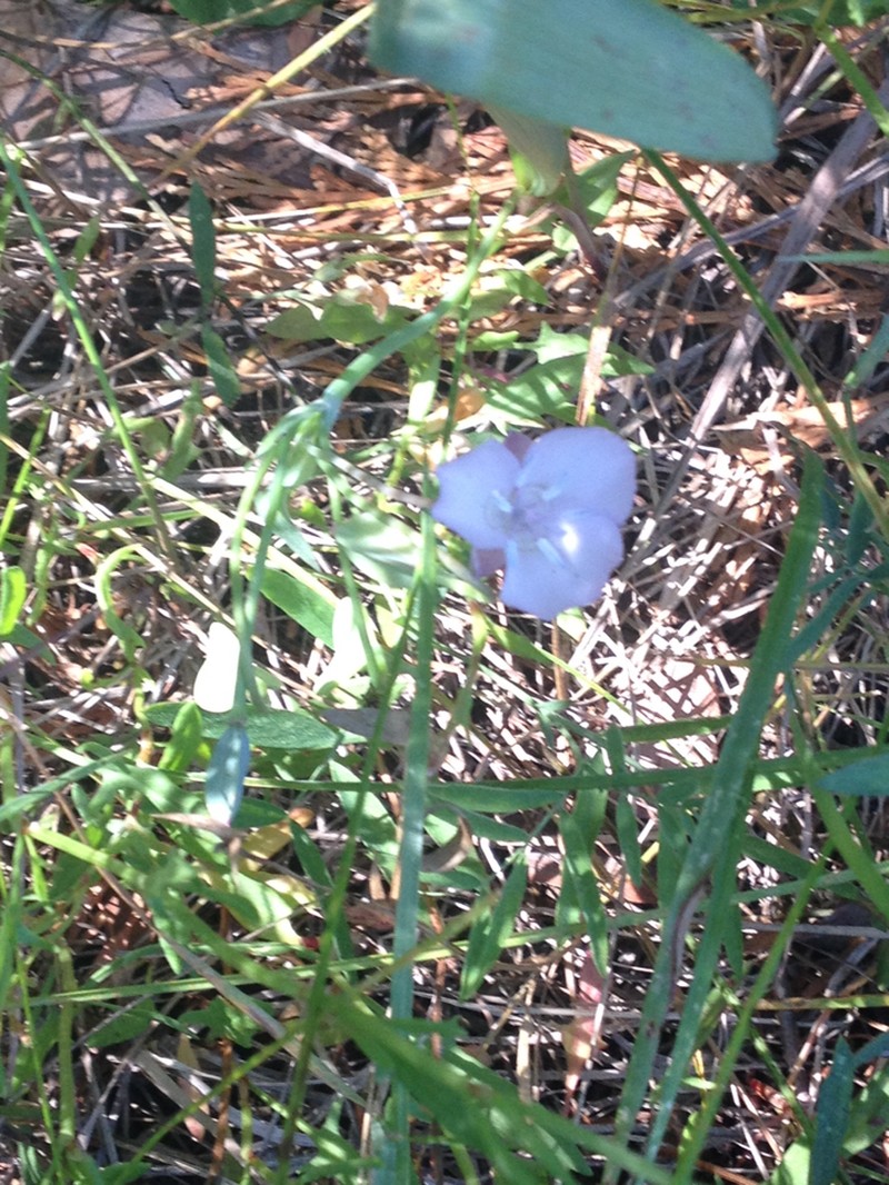 Naked Mariposa Lily photo 5