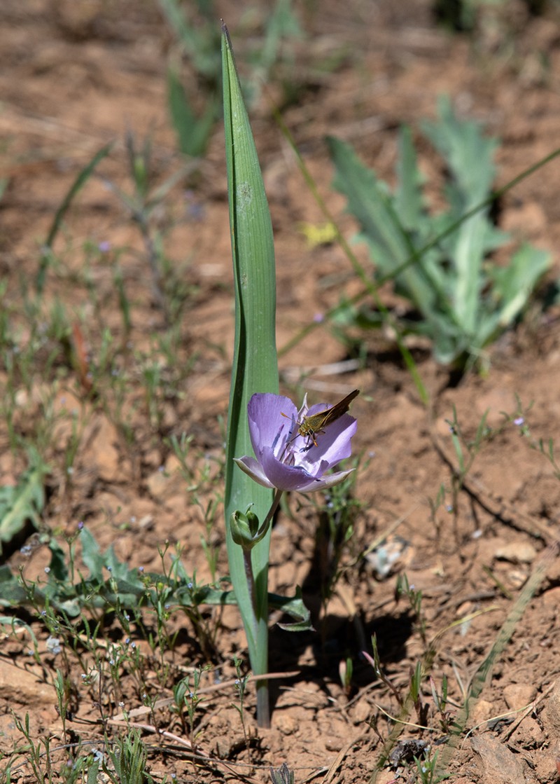 Naked Mariposa Lily photo 6