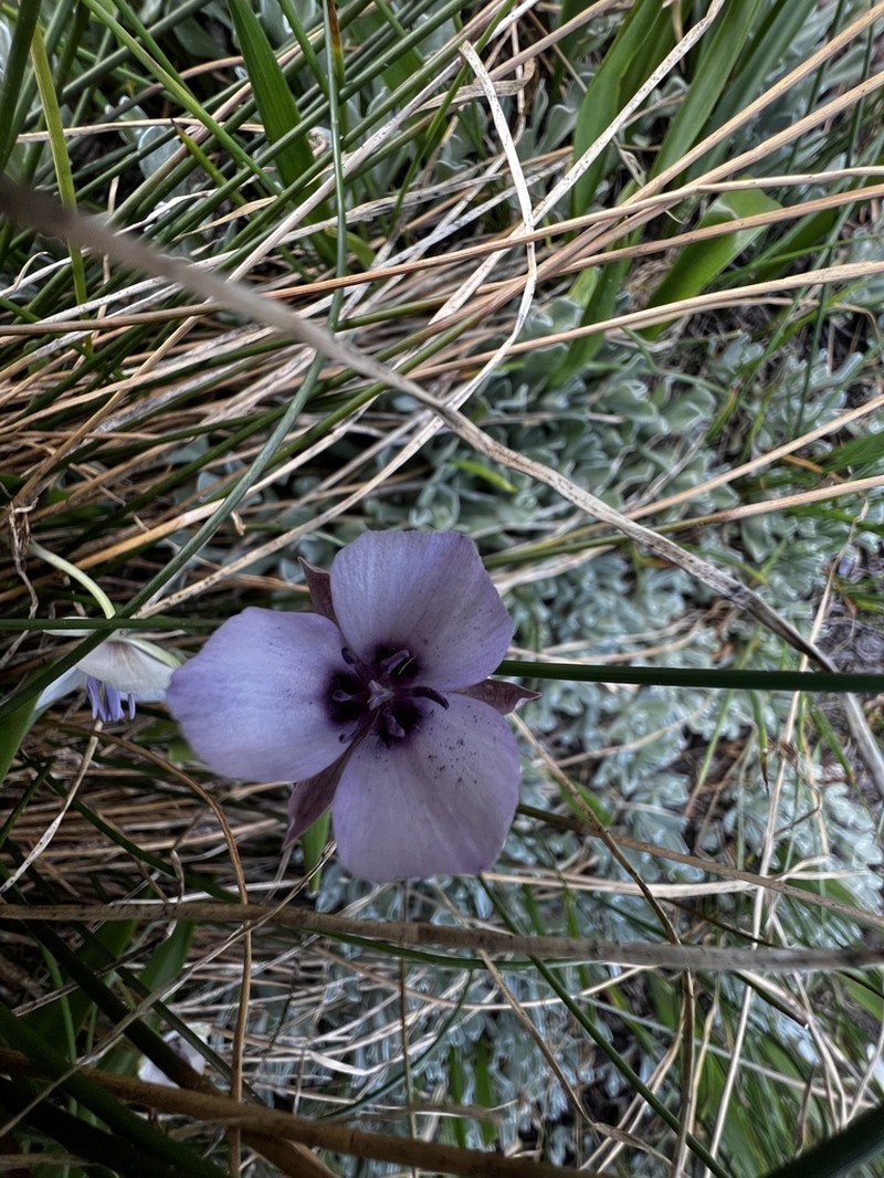 Naked Mariposa Lily photo 7