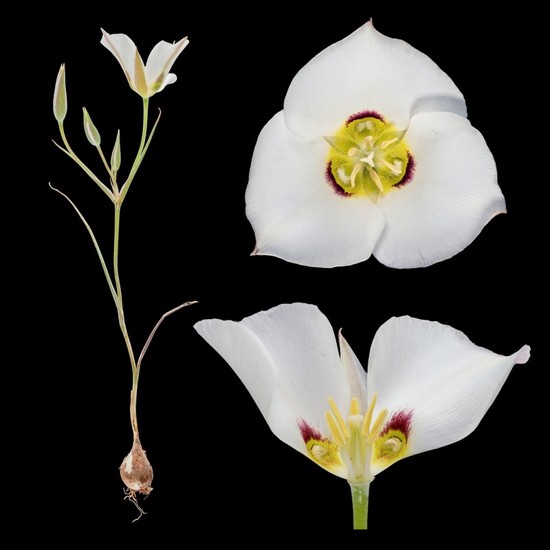 Sego Lily photo 2