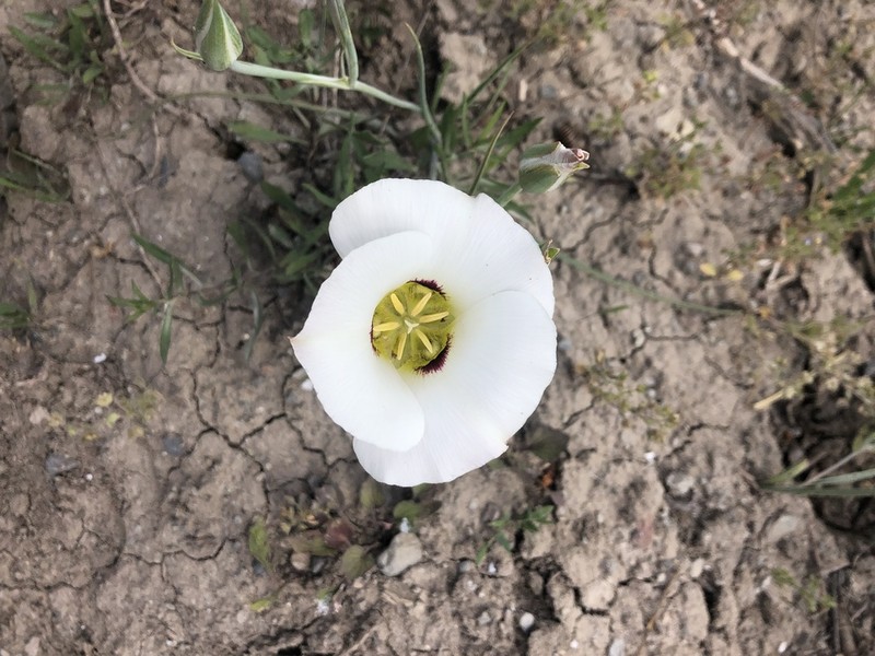 Sego Lily photo 3