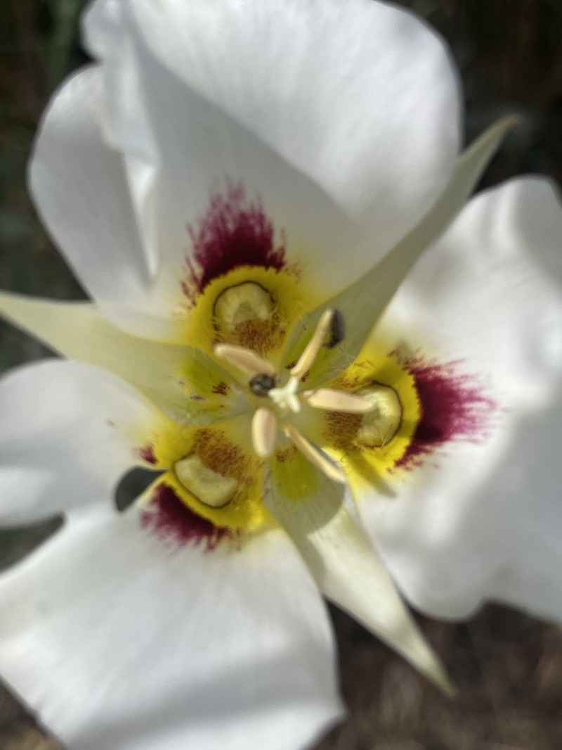 Sego Lily photo 4