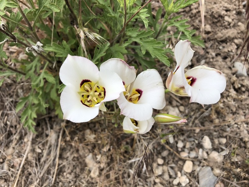 Sego Lily photo 5