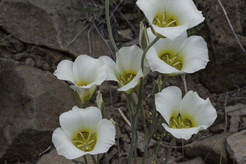 Sego Lily photo 6