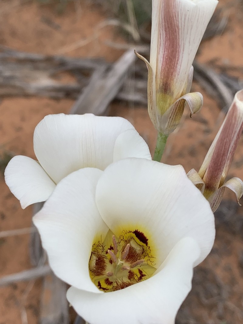 Sego Lily photo 7