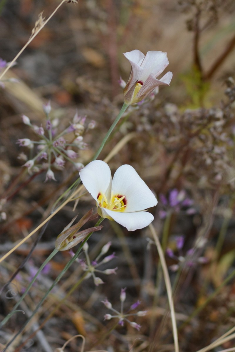 Sego Lily photo 8