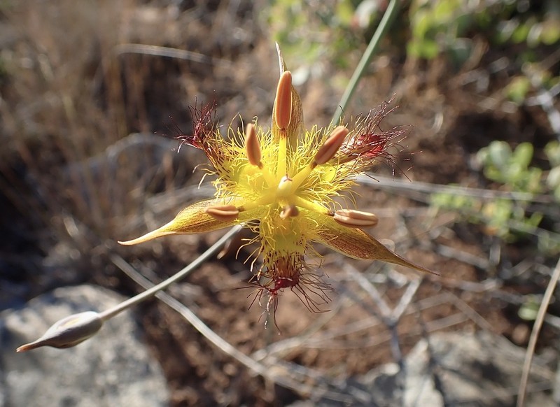 San Luis Mariposa Lily photo 2