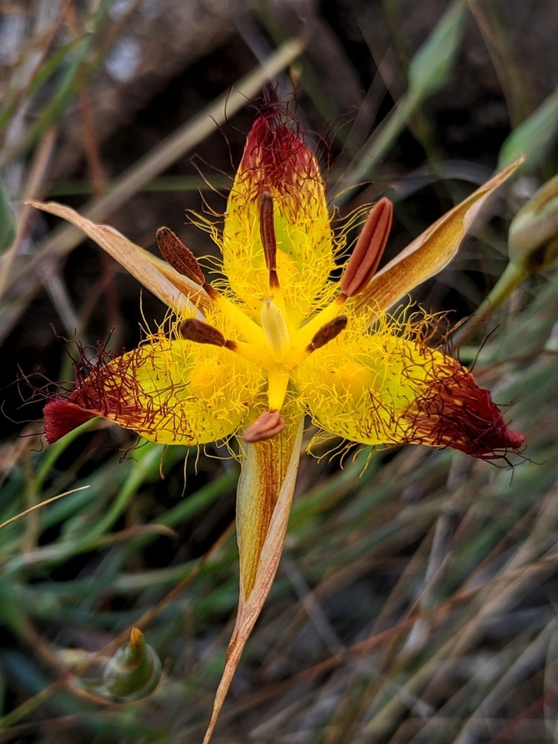 San Luis Mariposa Lily photo 4