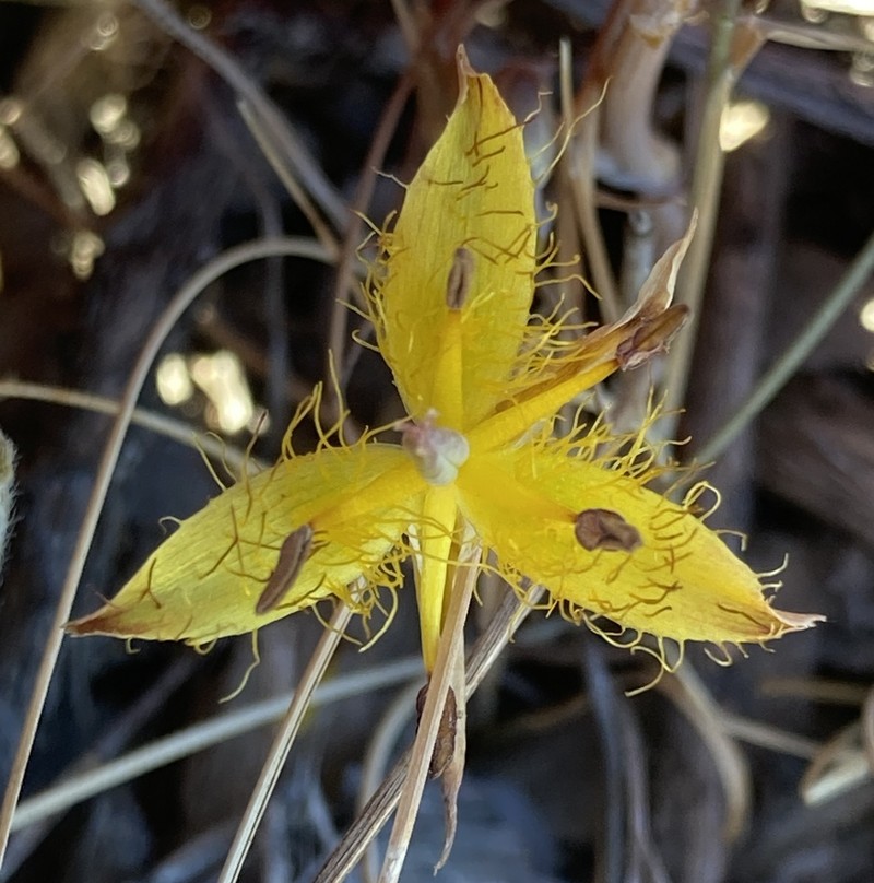 San Luis Mariposa Lily photo 5