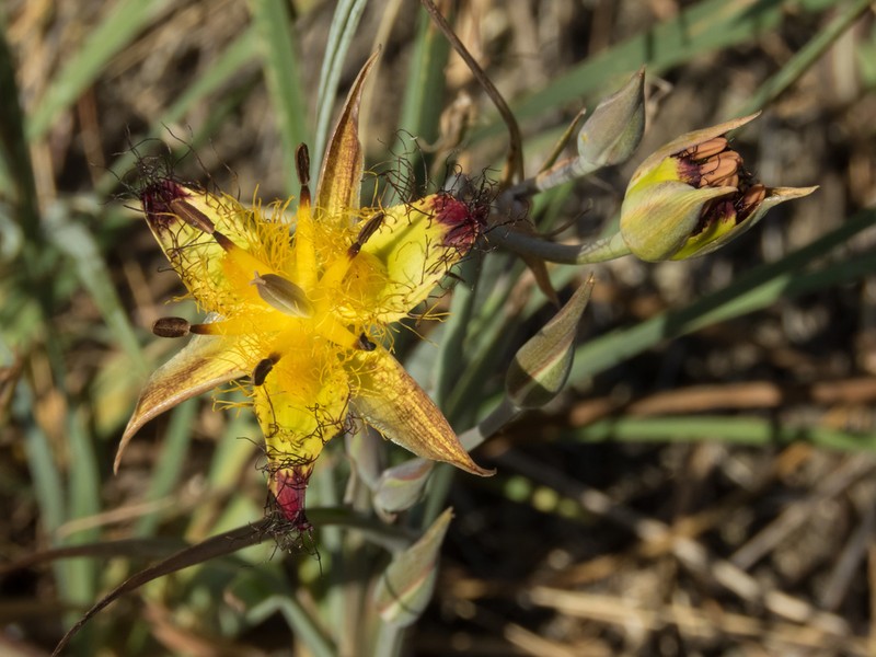 San Luis Mariposa Lily photo 6