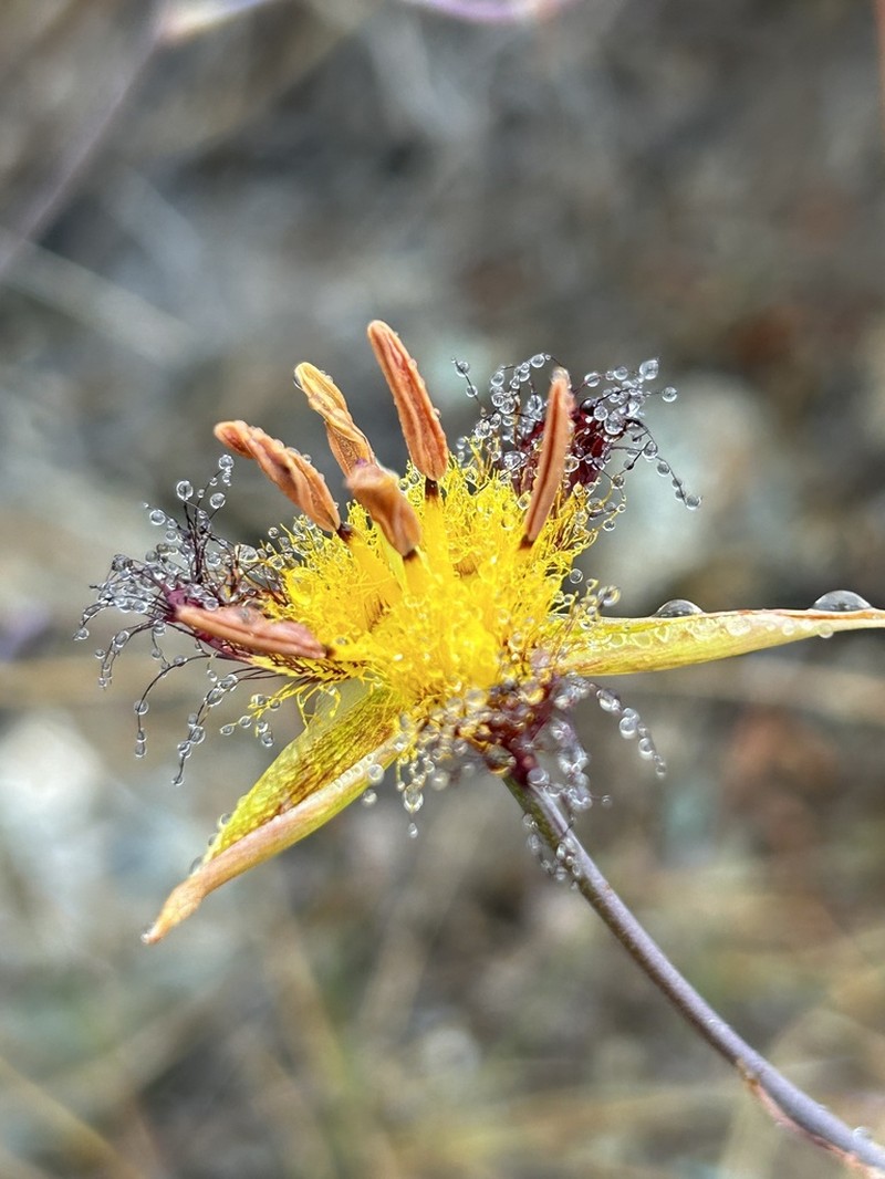 San Luis Mariposa Lily photo 7
