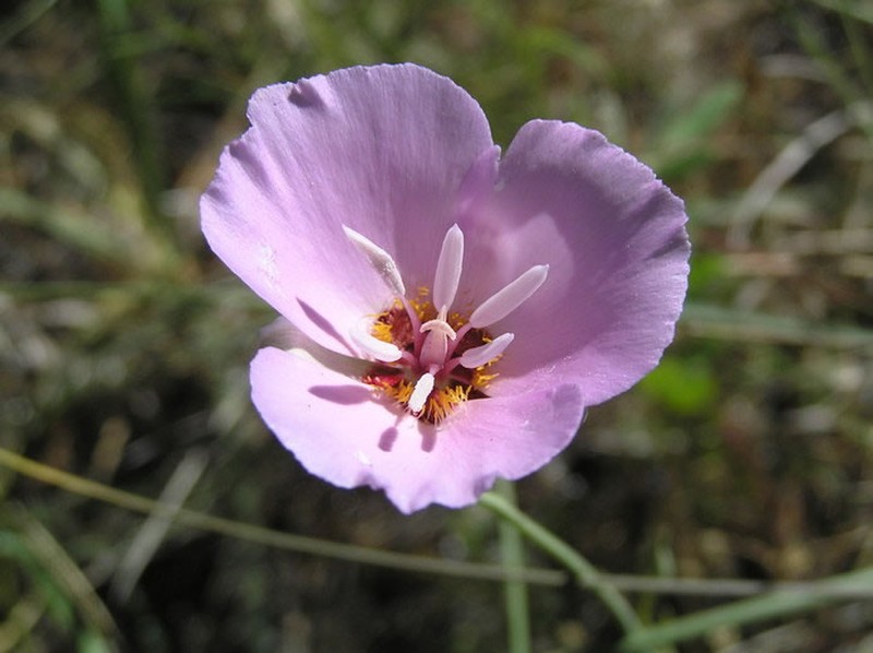 Palmer's Mariposa Lily