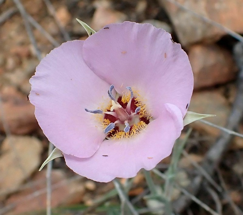 Palmer's Mariposa Lily photo 2