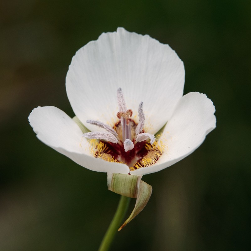 Palmer's Mariposa Lily photo 3