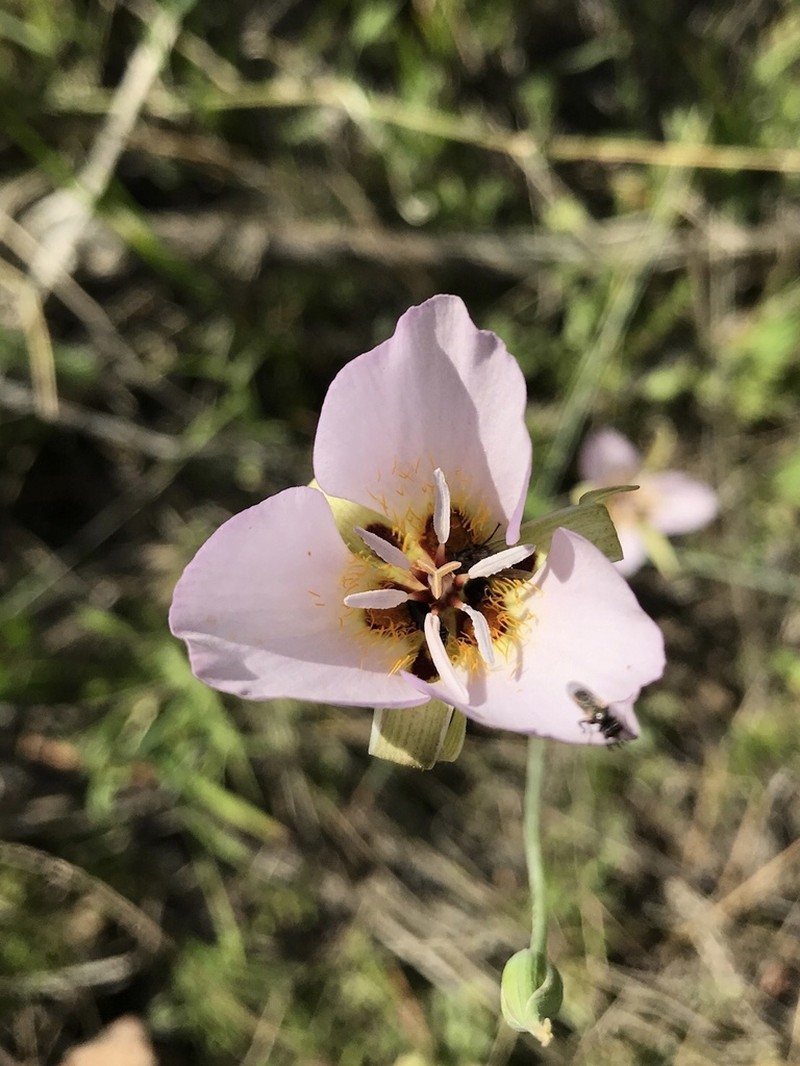 Palmer's Mariposa Lily photo 4