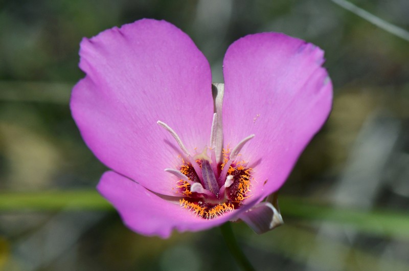 Palmer's Mariposa Lily photo 5