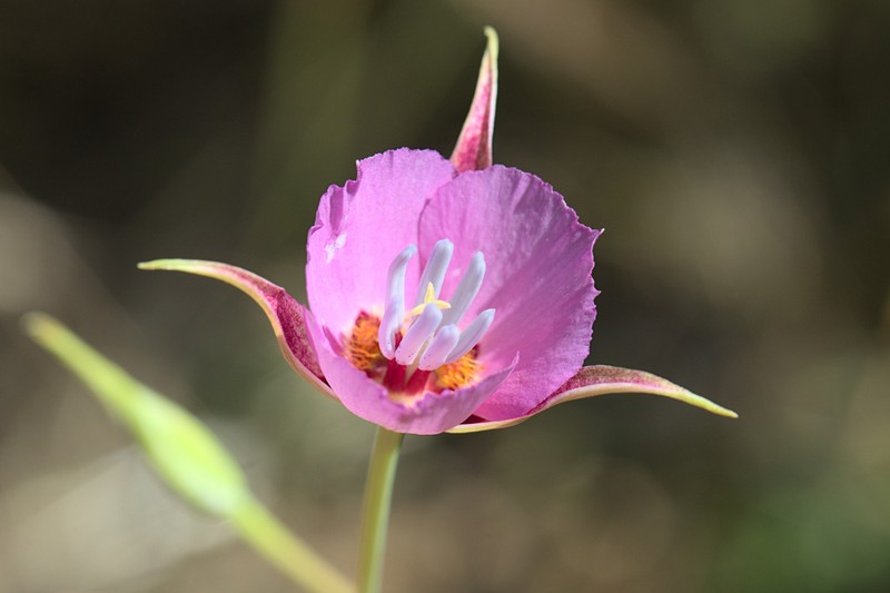 Palmer's Mariposa Lily photo 6