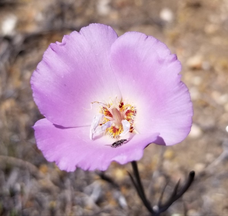 Palmer's Mariposa Lily photo 7