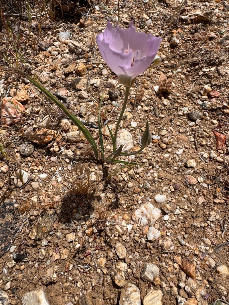Calochortus palmeri var. munzii
