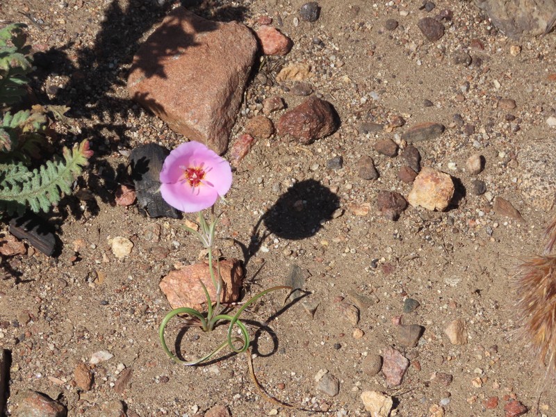 Calochortus palmeri var. munzii photo 2