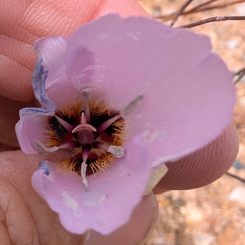 Calochortus palmeri var. munzii photo 3