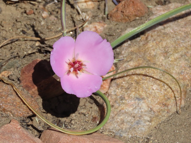 Calochortus palmeri var. munzii photo 4