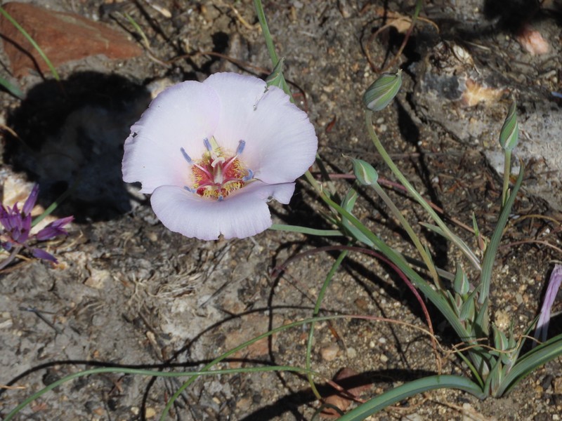 Calochortus palmeri var. munzii photo 5