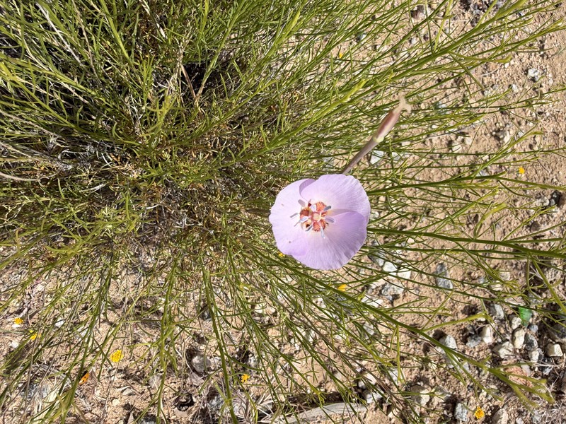 Calochortus palmeri var. munzii photo 6