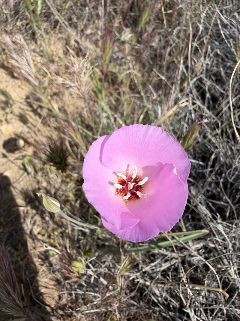 Calochortus palmeri var. munzii photo 7