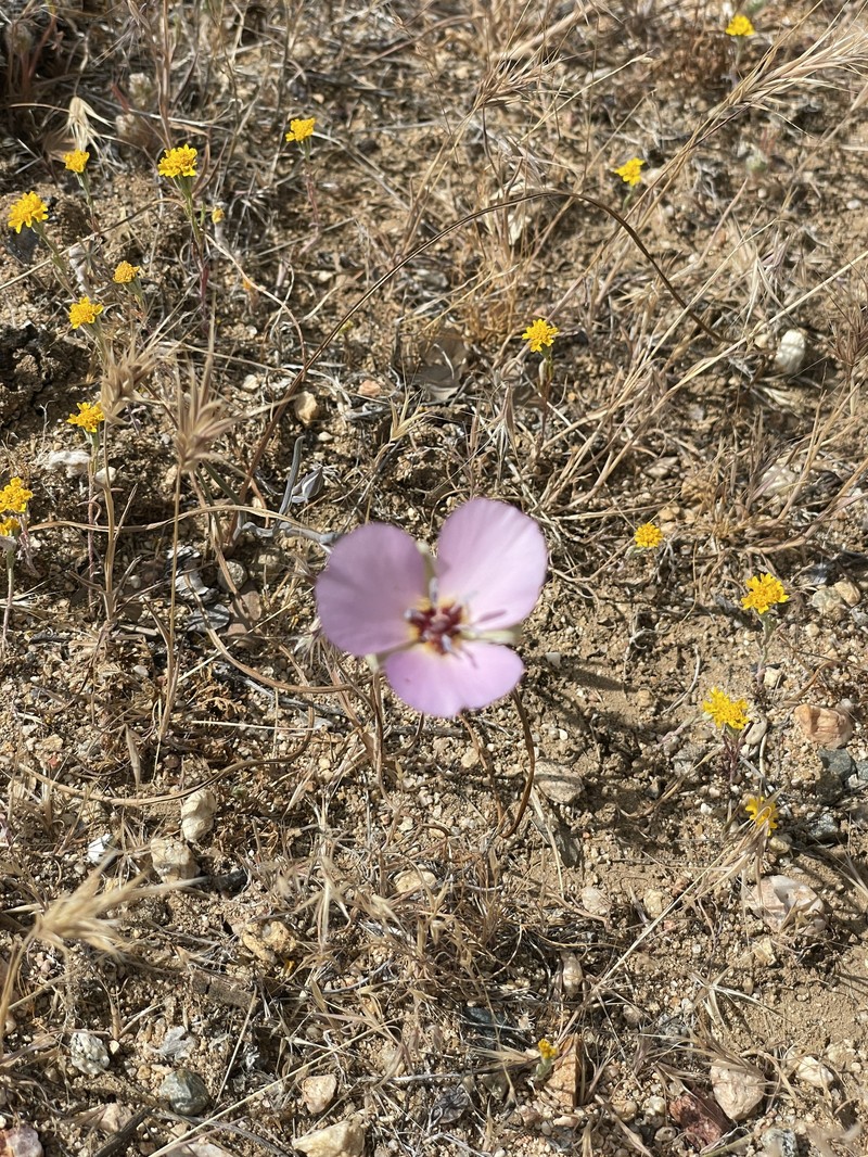 Calochortus palmeri var. munzii photo 8