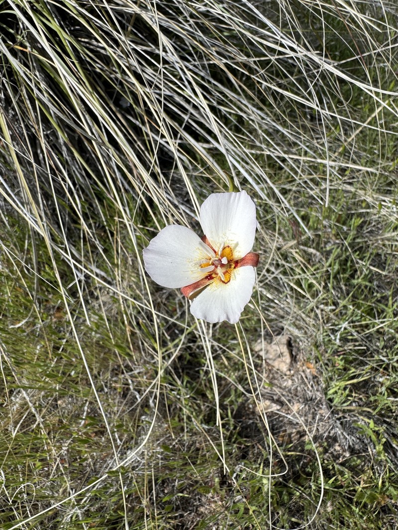 Calochortus palmeri var. palmeri