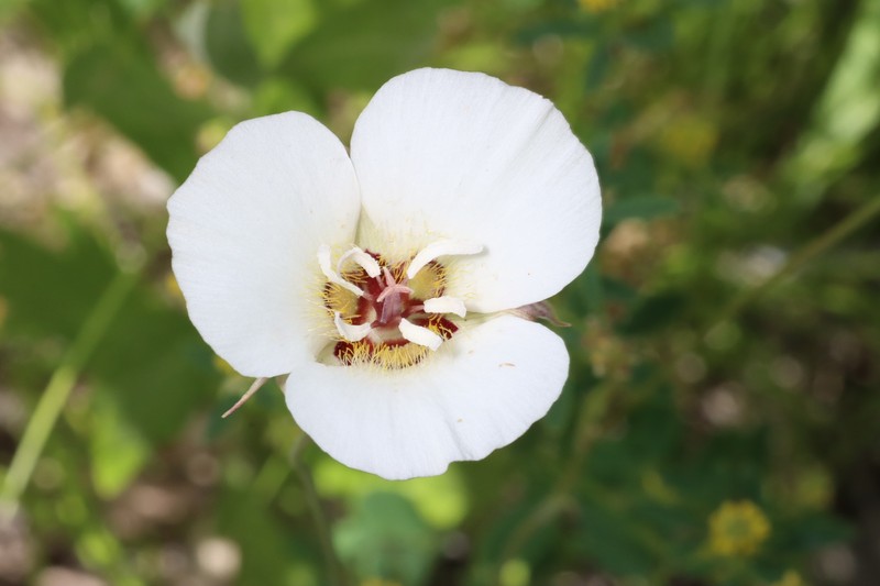 Calochortus palmeri var. palmeri photo 2