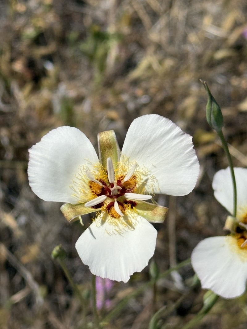 Calochortus palmeri var. palmeri photo 3