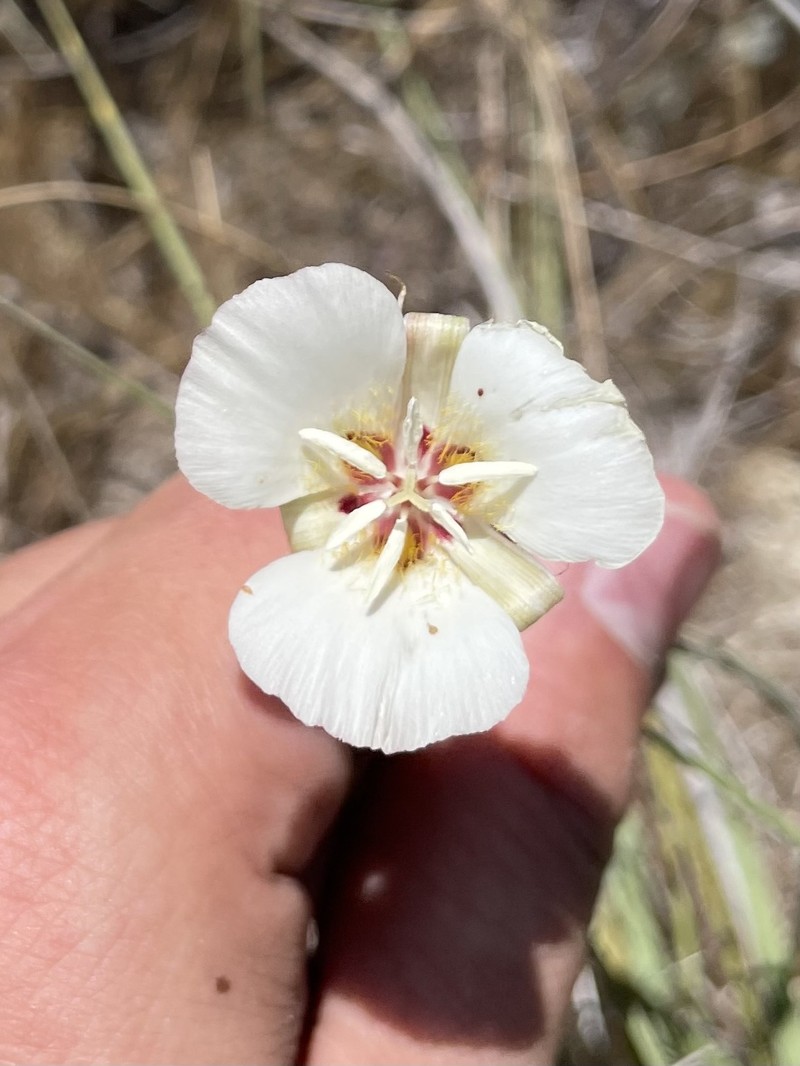 Calochortus palmeri var. palmeri photo 4