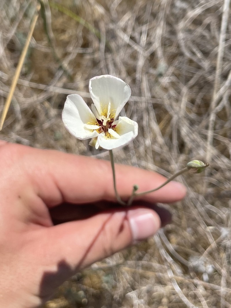 Calochortus palmeri var. palmeri photo 5
